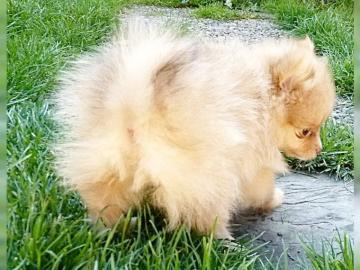 Reinrassige Pomeranian/ Zwergspitz Welpe