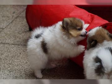 Reinrassige Pomeranian/ Zwergspitz Welpe
