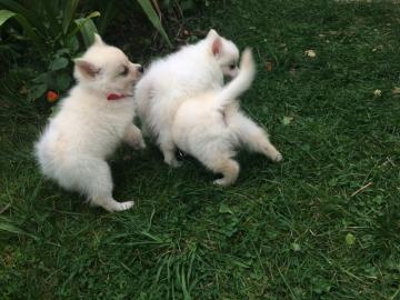 Reinrassige Pomeranian/ Zwergspitz Welpe