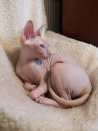 m?nnlicher und weiblicher Sphynx. . . 