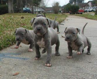 American Pitbull Terrier blueline