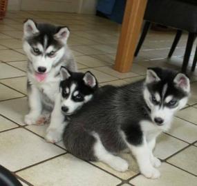 Wundersch�ne reinrassige Siberian Husky