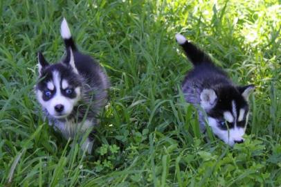 Wundersch�ne reinrassige Siberian Husky