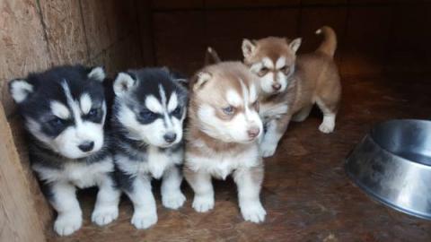 Wundersch�ne reinrassige Siberian Husky