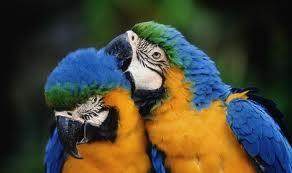 Blau und Gold Ara Papageien fr die Anna