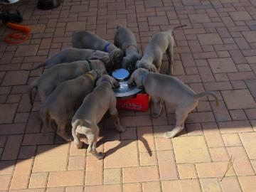 Weimaraner kurzhaar Welpen