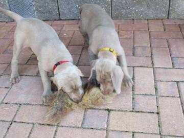 Weimaraner kurzhaar Welpen