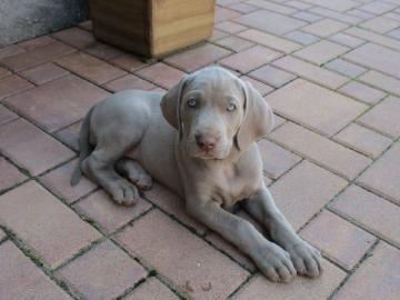 Weimaraner kurzhaar Welpen