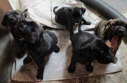 Perro de Presa Canario, Dogo Canario