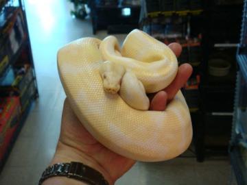 Verkaufe meine 1. 1 Albino K?nigsPython