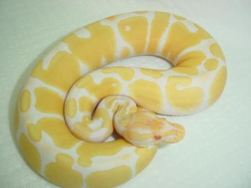 Verkaufe meine 1. 1 Albino K?nigsPython