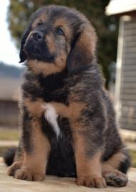 Tibetan mastiff (Do Khyi) Welpen FCI