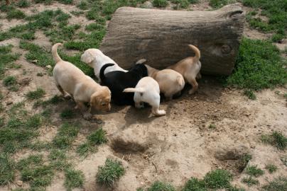 Labrador-Welpen, schwarz, Jagdhund, Fam