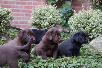 Labrador-Welpen, schwarz, Jagdhund, Fam