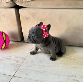 Franz�sische Bulldogge, Welpe,