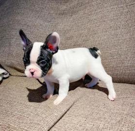 Franz�sische Bulldogge, Welpe,