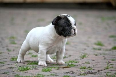 Franz�sisch Bulldog Welpen mit Papiere