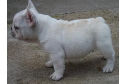Franz�sisch Bulldog Welpen mit Papiere