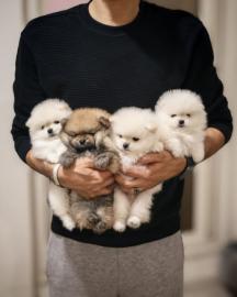 Pomeranian-Welpen zur Adoption verf�gbar