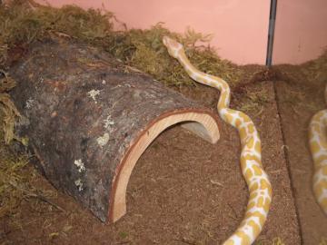 Zwei Albino und Piebald Ball Pythons zum