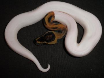 Zwei Albino und Piebald Ball Pythons zum
