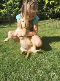 Golden Retriever welpen zu verkaufen