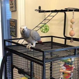 Graupapageien babys und macaw papageien