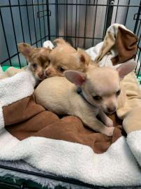 Chihuahuas sehr guter