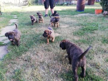 4 wundersch?ne Cane Corso Welpen