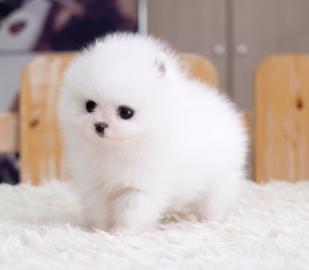 MINI Toy Zwergspitz/Pomeranian welpen