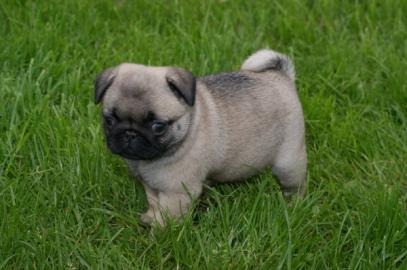 Mops Welpen