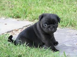 Mops Welpen