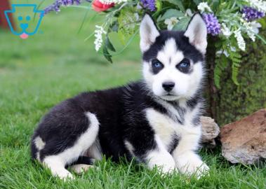 Kleine Siberian Husky Welpen mit papiere
