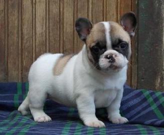 Fantastische Franz�sisch Bulldog Welpen