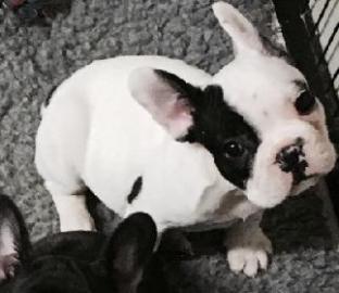 Fantastische Franz�sisch Bulldog Welpen