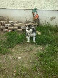 Siberian Husky Welpen aus kontrolliert V
