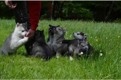 Siberian Husky Welpen aus kontrolliert V