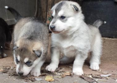Sechs reinrassige Sibirische Husky Welpe