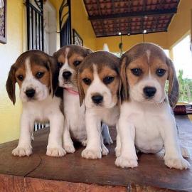 Beagle-Welpen  WhatsApp +31687270602
