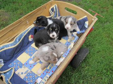 Australian Shepherd Welpen mit ASCA-Papi