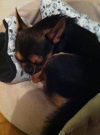 Mini Chihuahua R�de