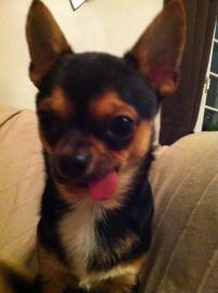 Mini Chihuahua R�de