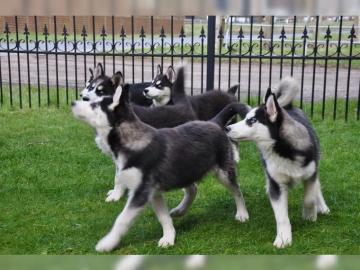 Reinrassige Siberian Husky Welpen