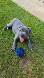 Amstaff Welpen suchen ein liebevolles ,