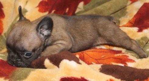 Cute baby french bulldog