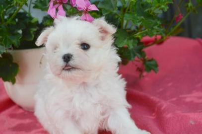 S�sse Malteser Welpen