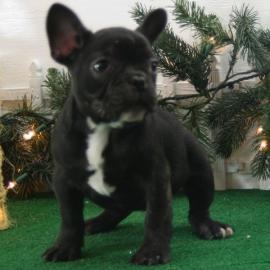*Super S��er Franz�sische Bulldoggen Wel