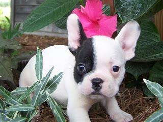 *Super S��er Franz�sische Bulldoggen Wel