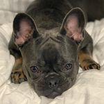 Wundersch?ne franz?sische Bulldogge Welp