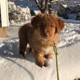 Sch�ne golden retriever-Welpen f�r die R